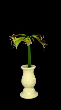 Timelapse of an Amaryllis 'Green Valley' flower wilting and fading in a white vase on a black background. Vertical 4K video illustrating the natural process of flower senescence.