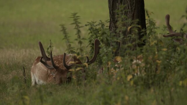 Summer Fallow deer in natural habitat- Hungary