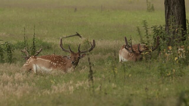 Summer Fallow deer in natural habitat- Hungary