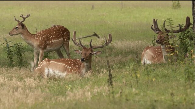 Summer Fallow deer in natural habitat- Hungary