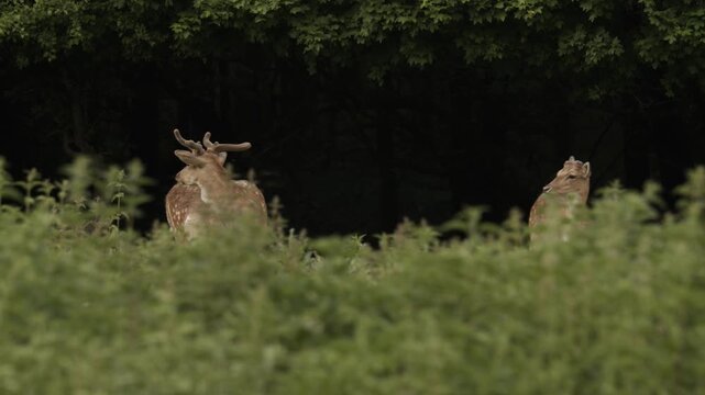 Summer Fallow deer in natural habitat- Hungary