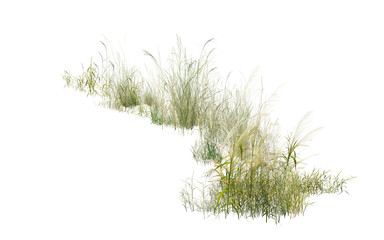 Obraz premium grass isolated on white background/High-resolution wild grass and tall pampas weeds isolated on a white background. Sharp detail PNG cut-out for landscape design, rendering, architecture, and nature 