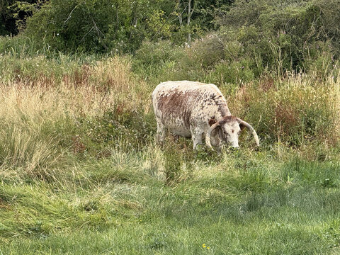 Cow Grazing