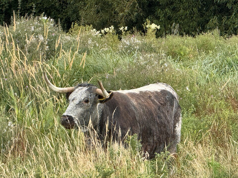 Cow Walking thru Meadow
