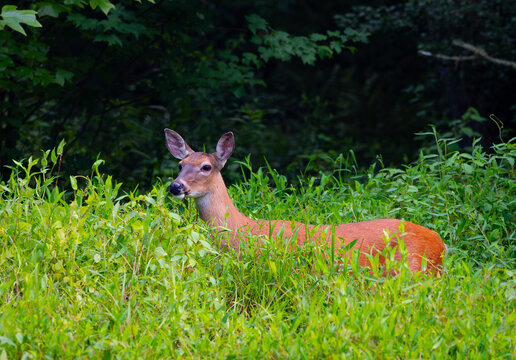 White-tailed deer do in field of tall grass, Cades Cove, Great Smoky Mountains, Tennessee