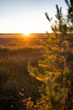 Autumn sunset landscape on peat bog wetland in national park with pine trees growing on marshy field. Fall season at swamp meadow. 