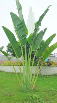 Tropical Traveler Palm Tree Growing in Garden Outdoor Park