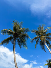Tropical coconut palm trees against blue sky vertical background. Perfect commercial background for mobile backdrops, social media reels, travel promotions, and summer vacation themes. © Marzatilhusna