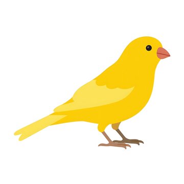 Cute yellow canary bird standing on a simple flat design style isolated on white background