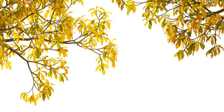 golden autumn leaves isolated on transparent