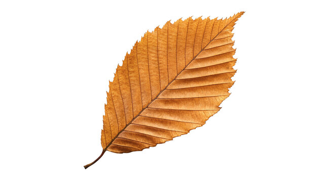 Dry yellow orange autumn fallen birch leaf detailed veins structure isolated on transparent background