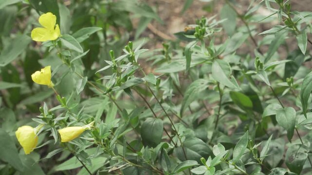 Narrowleaf evening primrose (Oenothera fruticosa) features yellow flowers and green foliage in soft daylight. Suitable for botanical and educational projects.