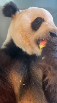 Close Up of Giant Panda Munching on Fresh Apple