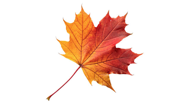 Dry orange red autumn fallen maple leaf detailed veins structure isolated on transparent background