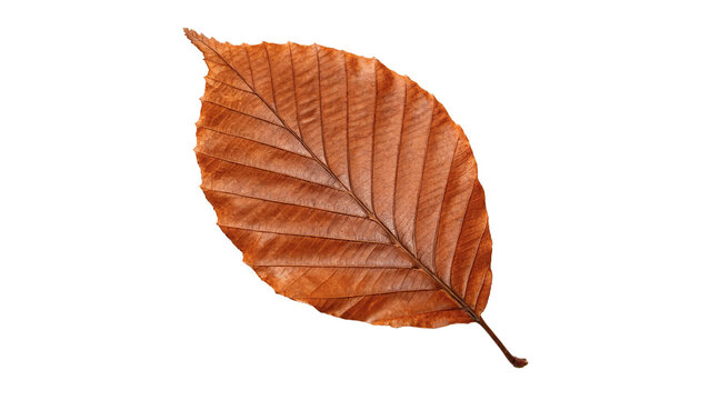Dry brown autumn fallen beech leaf with detailed veins structure isolated on transparent background
