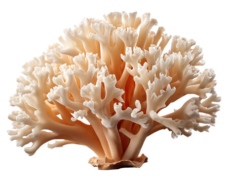 Coral Branch Structure: An intricate and delicate coral branch with a unique branching pattern, showcasing the natural beauty and complexity of marine life.