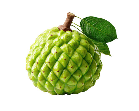 Custard Apple Delight: A whole, ripe custard apple, also known as sugar apple, with its distinctive segmented green skin and two fresh leaves, rests in pristine presentation.