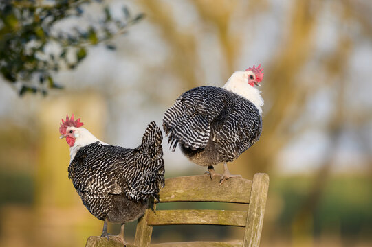 Two black and white patterned braekel chickens perch on a wooden chair outdoors, one facing left, the other looking away against a soft, sunlit natural background.