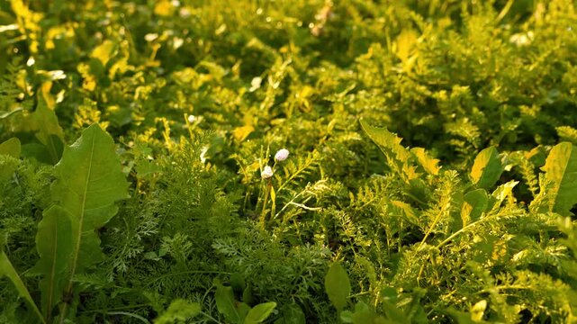 Lush Green Meadow Wildflowers Golden Sunlight 4K Close-up Dense Foliage and Tiny White Blossoms Nature Background B-roll