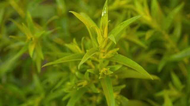 Vibrant Green Plant Leaves Swaying Gently Closeup 4K Video Footage Organic Growth Nature Motion