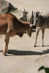 cape eland and zebra in a zoo in lille in france  © frdric