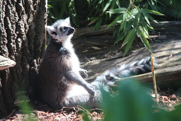 Fototapeta premium ring-tailed lemur in a zoo in lille in france 