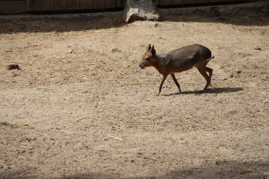mara in a zoo in lille in france 