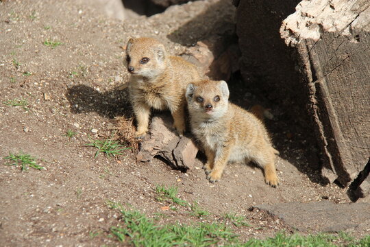 yellow mongooses in a zoo in lille in france 