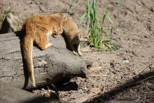 yellow mongooses in a zoo in lille in france 