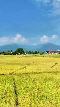 Salatiga, Central Java / Indonesia - May 29 2025: High-quality 1080p 60fps footage of the tourist train ride from Ambarawa to Rawa Pening across beautiful rural rice paddies.