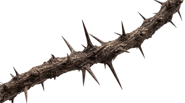 Macro Closeup of Dry Thorny Plant Branch with Sharp Spines Isolated on White Background