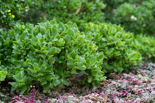 Close-up of Ripple Jade (Crassula arborescens ssp. undulatifolia) succulent with vibrant green wavy foliage