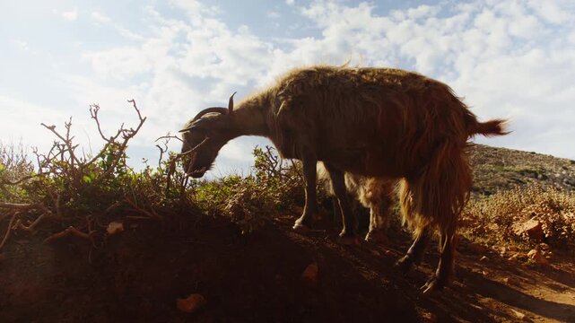 Close-up of a shaggy brown goat eating vegetation in a dry, rocky mountain landscape. The wild animal feeds on bushes under a bright, partly cloudy sky.