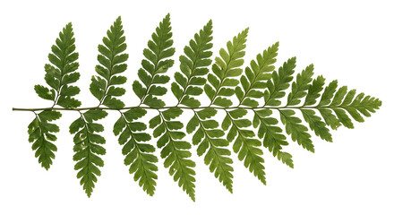 Green fern leaf isolated on transparent background © Chanapat
