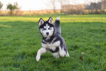 Aktiver junger Siberian Husky © Heidi Bollich