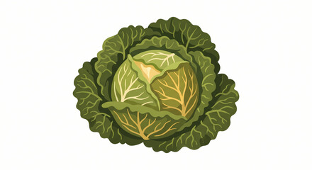 Fototapeta premium Organic Green Cabbage Head Vector Illustration for Grocery Store and Recipe Design