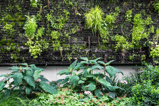 Across a dark wall, vertical plants and foliage create a garden of texture, turning greenery into an urban landscape framed by contemporary architecture