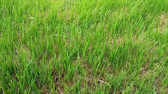 Close-up footage of fresh green Imperata cylindrica (cogon grass) gently swaying in the wind