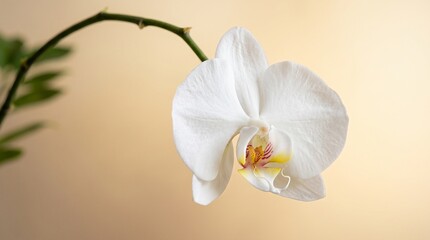 Single white orchid bloom for elegant floral decor. Beautiful tropical flower in natural light, perfect for beauty and nature themes. © NO EDITZ