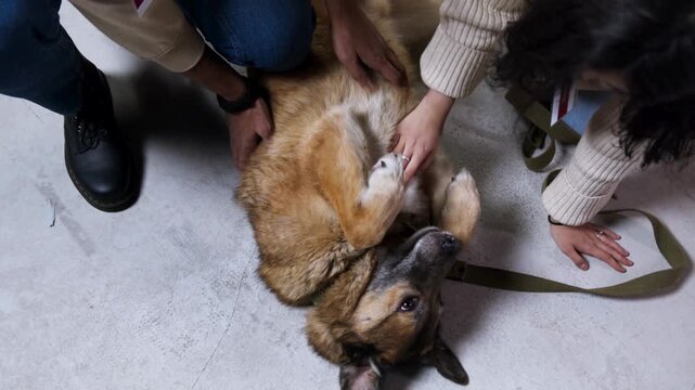 Volunteers petting a happy rescue dog at an animal shelter, 4k video
