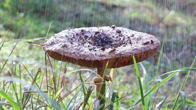Wild Parasol Mushroom Growing In The Forest During Autumn Rain Raindrops Falling On Grass Slow Motion Nature Video