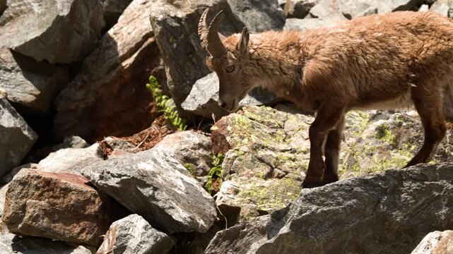 Young Alpine Ibex Jumping and Navigating Steep Rocky Terrain