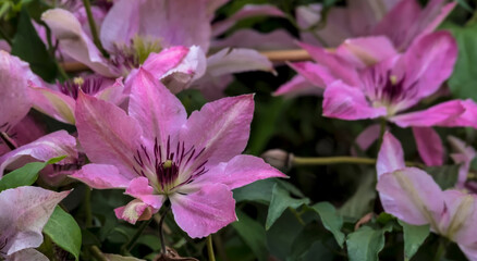  Różowe kwiaty powojnika (Clematis spp.) o żywych, gwiaździstych płatkach i głębokich, purpurowych środkach są eksponowane w otoczeniu zielonych liści. Płatki są gładkie i lekko pofalowane © Grzegorz