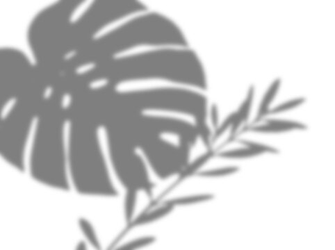 monstera tropical leaf plant shadow overlay transparent isolated background effect mockup silhouette shade dark nature flora summer botany