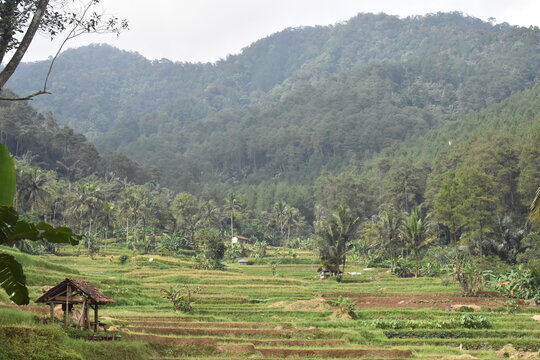 Village nestled in lush, rolling green hills. Rice terraces cascade down gentle slopes. Trees and palms frame the tranquil landscape. Simple wooden shelter rests beside the fields