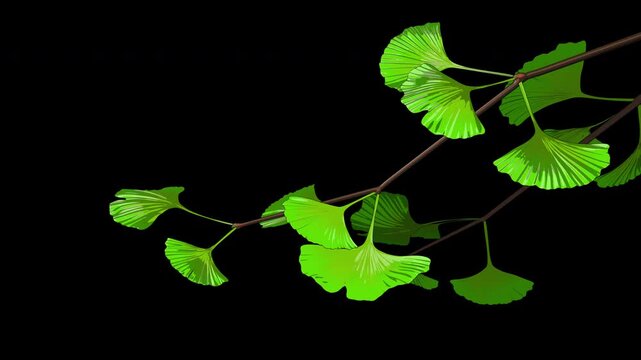 Ginkgo Tree Branch on Transparent Background