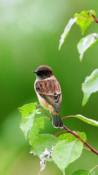 Close up of a beautiful wild stonechat bird perched on a leafy green branch against a smooth vibrant green nature background