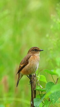 Close up of a cute female stonechat bird perched on a vertical wooden stem surrounded by green leaves against a smooth blurred green nature background
