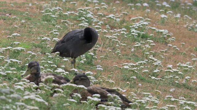 Coot (Fulica atra) preening its feathers, two mallard ducks resting in the foreground. July, Kent, UK [Half speed]