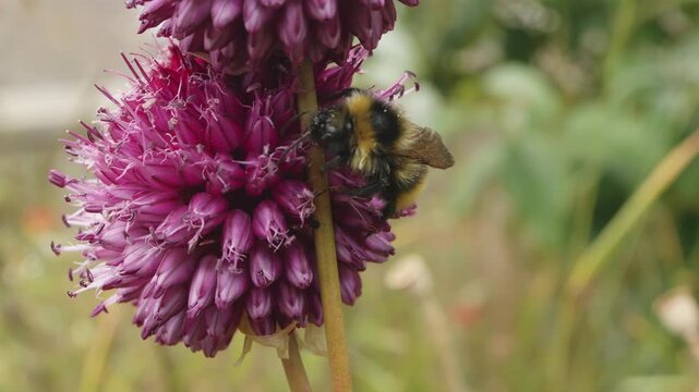 Bumble Bee pollinating a Drumstick Allium flower macro close up stock footage